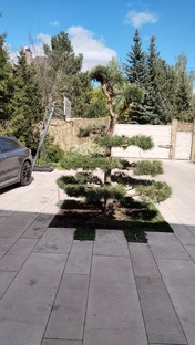 Стрижка хвойных растений 