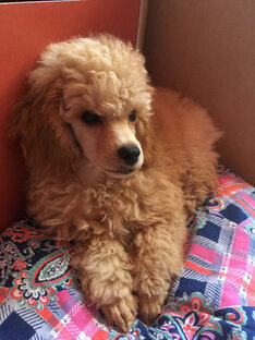 «Счастливый билетик для пуделя» Реальная история.