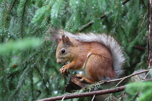 Обыкновенная белка и другие животные