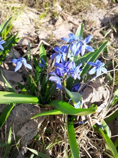 Агротехника