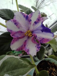 Фиалка с листочка до цветочка