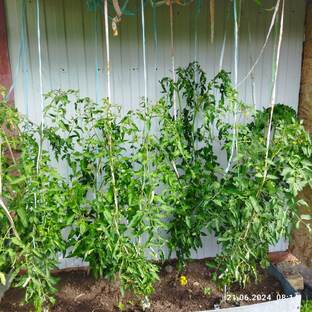 Высокорослые томаты. Уход, подкормки и действия.