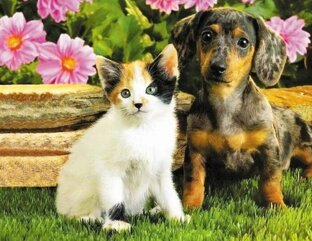 Фауна и флора