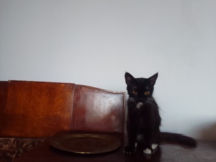 Арам и кошка Ванесса. Сказочный сериал от Октавы 