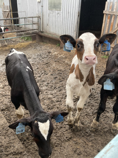 Ферма🐄