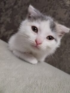 Налетай, торопись!