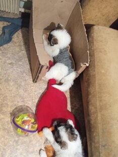 Морковка и малыши-мишки 