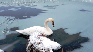 Лебедь. Музыка