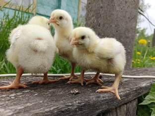 Результаты выводов наших клиентов