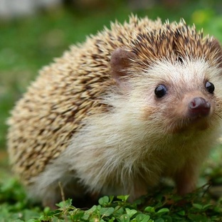 Ёж: не просто колючий — умный, быстрый и удивительный