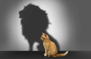 Игры и иллюзии