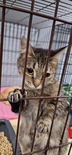 Я взял кошку из приюта. Моя жизнь не будет прежней)))