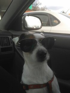 Мой пёс - БАНКИ