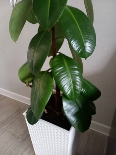 Дела житейские