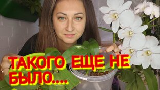 Реанимация орхидей 