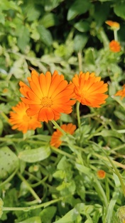 Однолетники