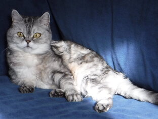 Цвет настроения - полосатый