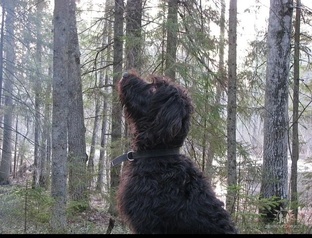 Как я ходила на охоту 