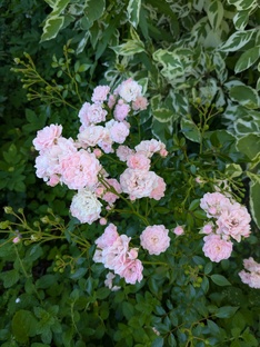 Мои растения 🌱