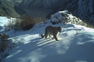 дикая природа