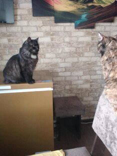 Котенок Барсик и кошка Ксюша