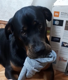 Приколы с собаками 