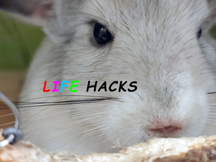 Лайфхаки для шиншилл
