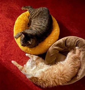 Приветы из дома