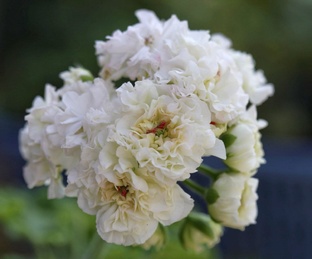 Белые сорта