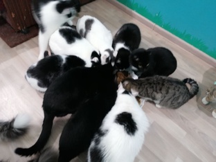 Жизнь бездомных котиков 🐾🐈‍⬛🐾