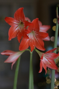 мои комнатные растения