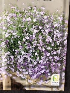 Однолетники 2025