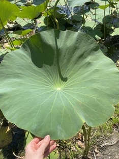 Тренды в сфере ЗОЖ