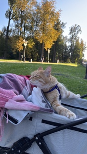 Василиса жалуется 😹