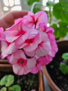 Мои прекрасные герани