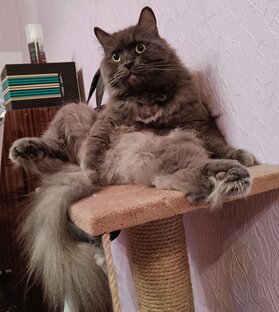 😻Мой Кот