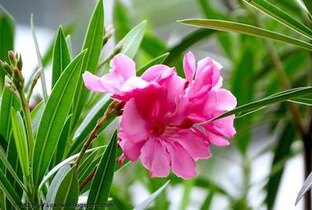 Стихи о красоте 