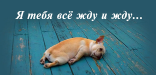 Двустишия в картинках