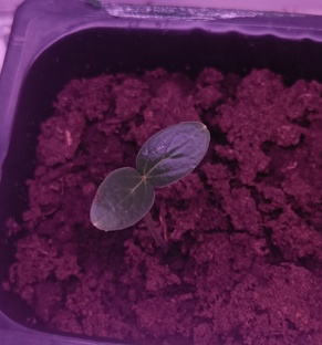 Огород на подоконнике