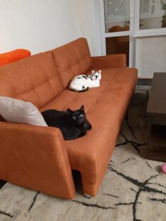 Котяшки чилят