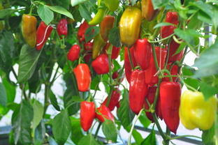 Выращивание перца