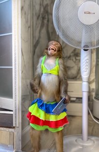 Обезьянки 🐒