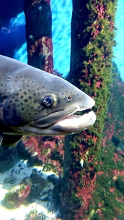 Животные и живность