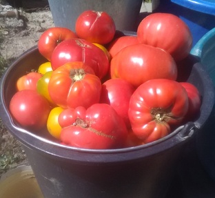 Огородный сезон