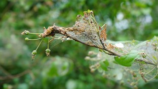 Пестрянки и горностаевые моли.