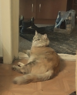 Трехцветное счастье 