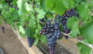 Напитки и кулинарные изделия из винограда. Анонс канала САД 5 СОТОК  в Rutube