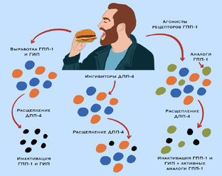 Метаболизм и инкретины