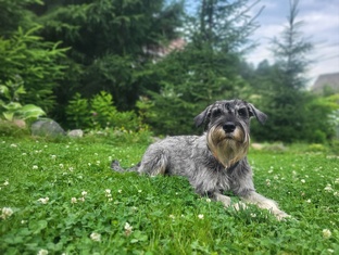 Личный опыт: как мы дрессируем собак, а они воспитывают нас