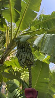 о. Бали (Индонезия)